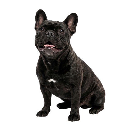Happy French Bulldog