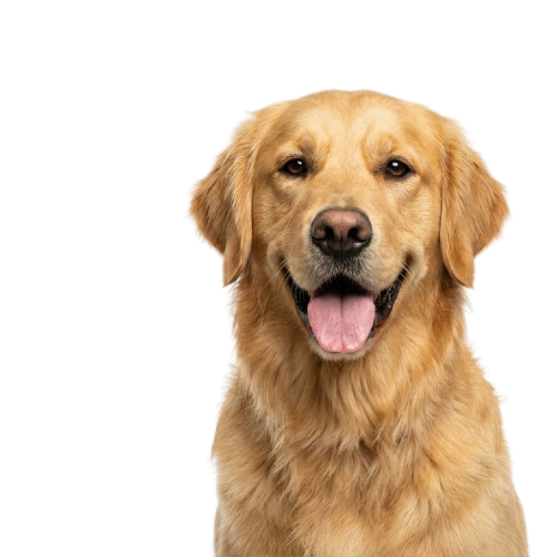 Happy Golden Retriever